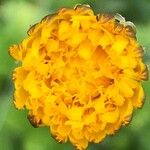 Hypochaeris radicata Blüte