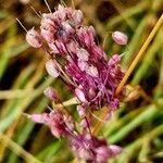 Allium carinatum Fruit