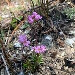 Androsace carnea Habitatea