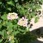 Lantana camaraFlors