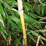 Phyllostachys aurea кора