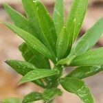 Pereskiopsis diguetii Hoja