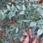 Ruscus aculeatusList