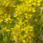 Sisymbrium austriacum Habit