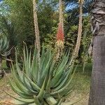 Aloe arborescens Fuelha