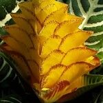 Aphelandra squarrosa 花