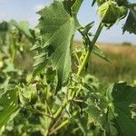 Abutilon grandiflorum Folha