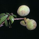 Sterculia pruriens Fruit