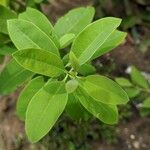 Santalum album Leaf