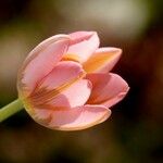 Tulipa grengiolensis Flower