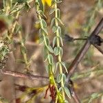 Hypericum triquetrifolium Leaf