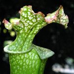 Sarracenia leucophylla 葉