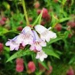 Penstemon cobaea Flower