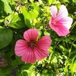 Malope trifida Kvet