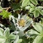 Potentilla valderia