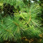 Pinus koraiensis 葉