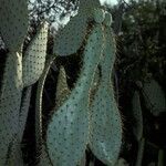 Opuntia engelmannii Fruit