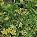 Limnanthes douglasii Other