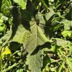 Pavonia urens Hoja