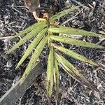 Chamaedorea radicalis Hoja