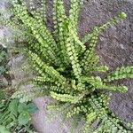 Asplenium trichomanes Συνήθη χαρακτηριστικά