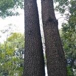 Pinus merkusii Corteza