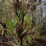 Yushania microphylla Habitus