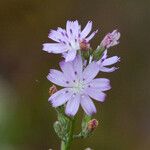 Stephanomeria diegensis Flower