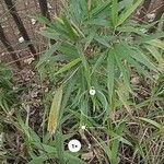 Phyllostachys sulphurea Hoja