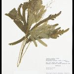 Selaginella parkeri Лист