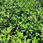 Ludwigia adscendens Habitus