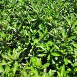 Ludwigia adscendens عادت داشتن