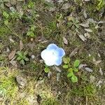 Nemophila menziesii Květ