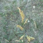 Festuca arenaria Leaf