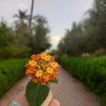 Lantana camara Flower