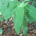 Morisonia indica Blad