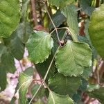 Polyscias guilfoylei Leaf