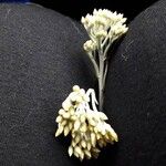 Helichrysum italicum Blüte