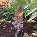 Orobanche crenata Fleur