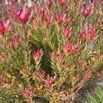 Leucadendron salignum Folha