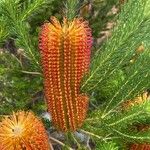 Banksia ericifolia Kvet