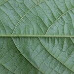 Antidesma laciniatum Лист