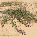 Echium tuberculatum Hábito