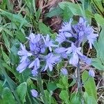 Hyacinthoides italica Flor