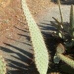 Opuntia engelmannii Foglia