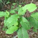 Alnus serrulata Hoja