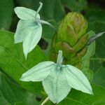 Ecbolium viride Flower