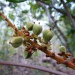 Cupaniopsis mackeeana Fruit