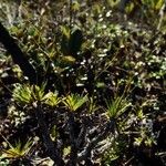 Chamaedendron fragilis Хабит