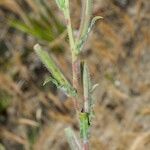 Oenothera parodiana 樹皮
